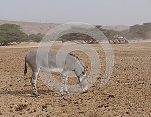 Wild donkey in nature reserve near Eilat, Israel