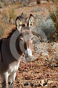 Wild Donkey portrait in Atacama Desert Chile