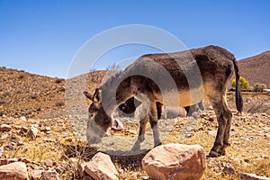 Wild Donkey in the Quebrada de Humahuaca valley, Jujuy, Argentina