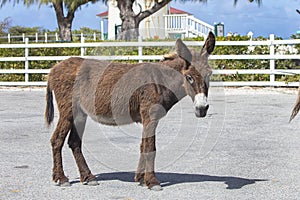 Wild Donkey Roaming Around