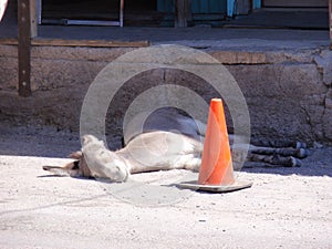 Wild Donkey Sleeping in Shade by Orange Cone, Oatman, Arizona