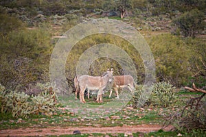 Wild donkeys of Arizona