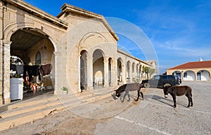 Wild donkeys at Apostolos Andreas monastery on the Karpass peninsula in the turkish occupied area of northern Cyprus 4 photo