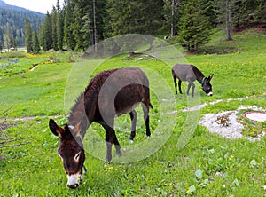 Wild donkeys graze the green grass in the middle of the mountain plain