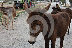 Wild donkeys on Karpasia peninsula, North Cyprus