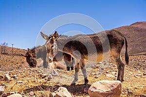 Wild Donkeys in the Quebrada de Humahuaca valley, Jujuy, Argentina