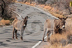 Wild donkeys in Red Rock Canyon, Nevada, USA