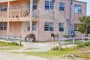 Wild Donkeys Roaming Around A Building