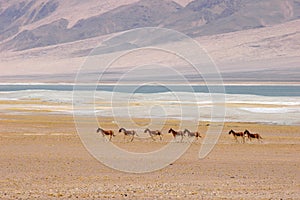 Wild donkeys in Tibet photo