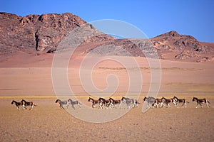 Wild donkeys in Tibet