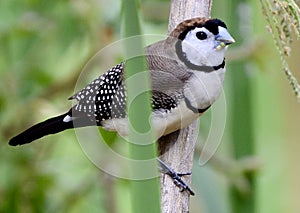 A wild double barred finch in Australia