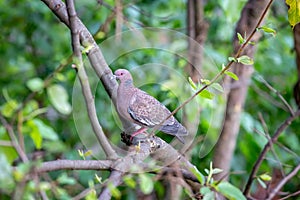 Wild dove known as \