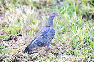 Wild dove known as \