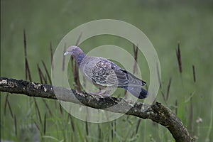 Wild dove known as \