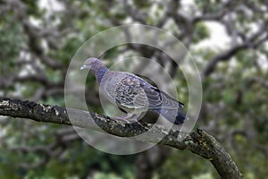 Wild dove known as \