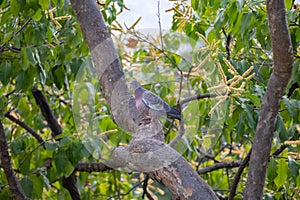 Wild dove known as \