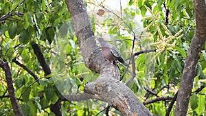 Wild dove known as \