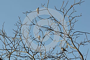Wild dove perch on tree top branch
