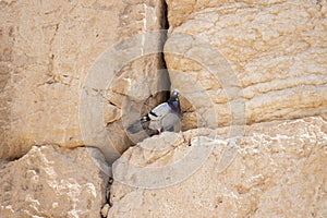 A wild  dove sits in the stones of the wall of the Temple of Mount near the Dung Gate in the Old City in Jerusalem, Israel