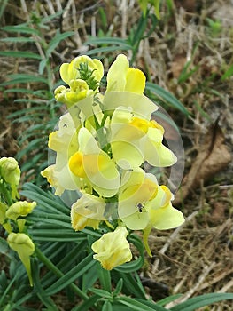 Wild dragon flowers