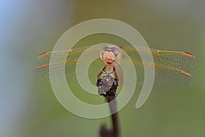 wild Dragonfly macro in Chile South America