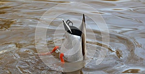 Wild drake is diving into the dark water of the river