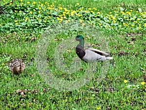 Wild drake and mallard duck walk on the grass