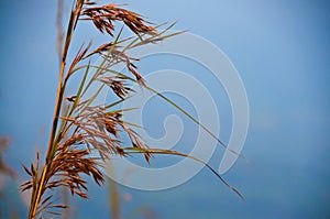 Wild dried nature tall grass