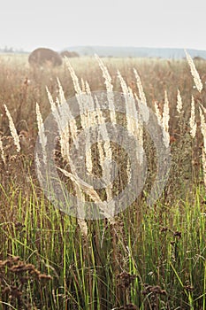 Wild dried plants in august on the background of wild nature, agrarian field with mown cereals and rolls of straw