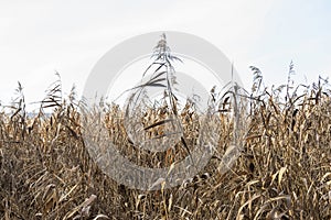 Wild dry coastal reed against background of cloudy sky, neutral colors, nature. Pampas grass outdoor in light pastel colors.