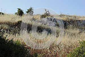 Wild dry grass on the wind.