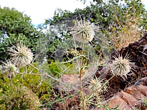 Wild dry thorny bushes growing in a forest in India