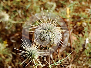 Wild dry thorny bushes growing in a forest in India