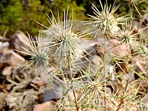 Wild dry thorny bushes growing in a forest in India