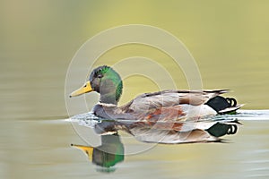 Wild duck