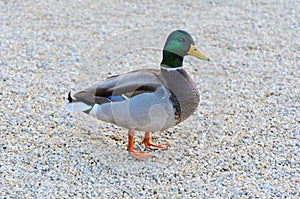 Wild Duck