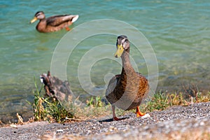 Wild duck