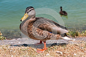 Wild duck