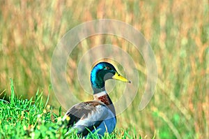 Wild duck