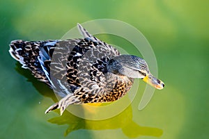 Wild Duck, Anas platyrhynchos, Female