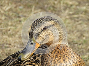 Wild duck, Anas platyrhynchos, female detail