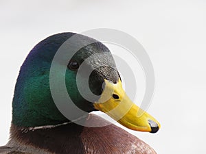 Wild duck, Anas platyrhynchos, male detail