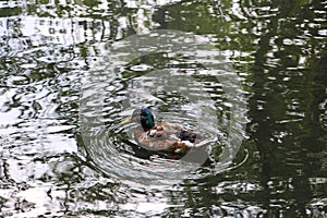 Wild duck Anas platyrhynchos swimming in thr pond