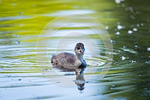 Wild duck or Anas platyrhynchos swimming in the water of lake.