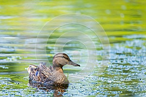 Wild duck or Anas platyrhynchos swimming in the water of lake.