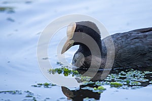 Divoká kačica alebo Anas platyrhynchos plávajúce vo vode jazera.