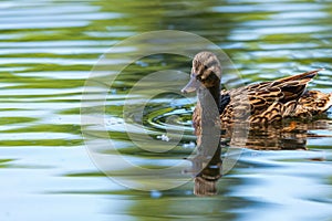 Wild duck or Anas platyrhynchos swimming in the water of lake.