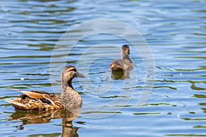 Wild duck or Anas platyrhynchos swimming in the water of lake.