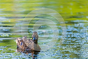 Wild duck or Anas platyrhynchos swimming in the water of lake.