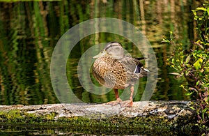 Wild duck on the background of the river and reeds